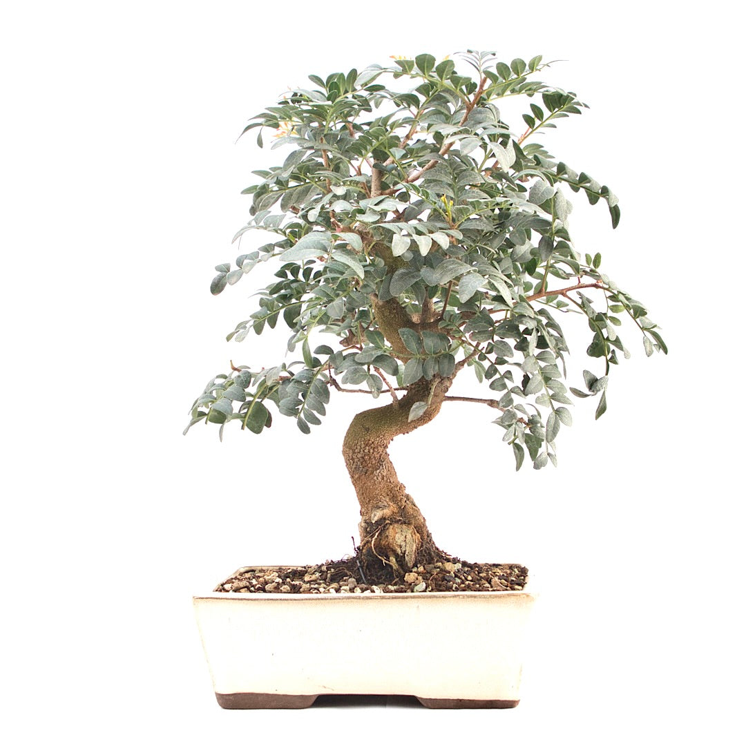 Pistazie 'Pistazie lentiscus'
